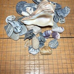 Whelk Shell 4.25”Lx3.25”Wx2.25”H w Weathered Oyster Gray Seashell Stone Mix